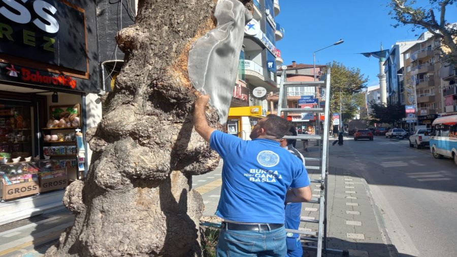 Orhangazi‘de Çınar’lara bakım yapıldı.