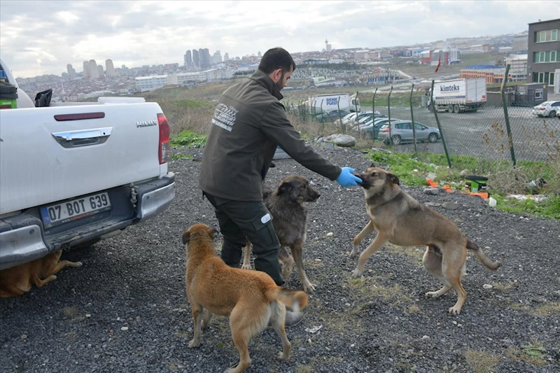 Esenyurt Belediyesi, Sokak Hayvanlarına Mama ve Su Desteğini Sürdürüyor