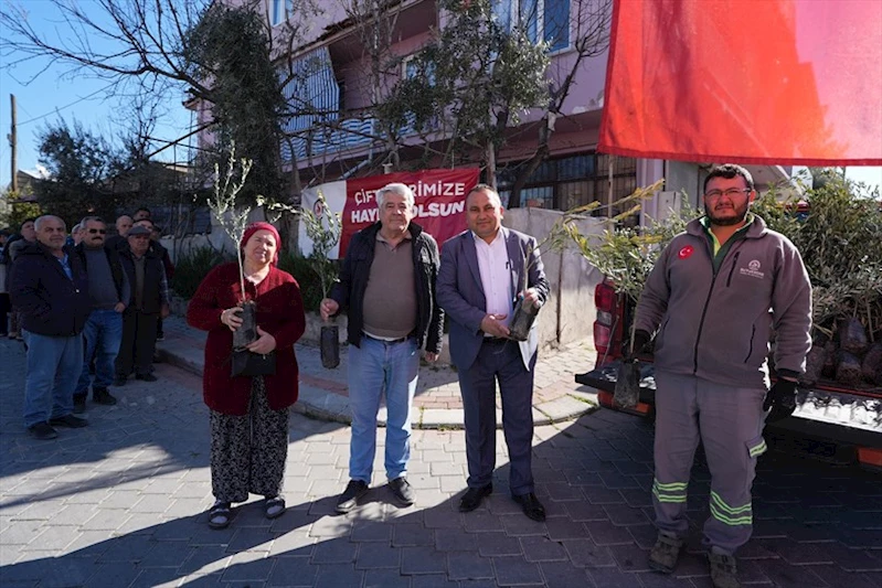 Denizli Büyükşehir’den zeytin fidanı seferberliği