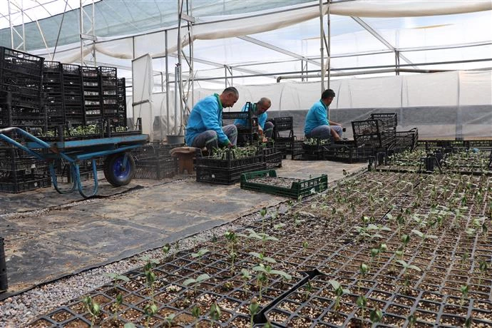 ALANYA BELEDİYESİ ÜCRETSİZ SU KABAĞI FİDESİ DAĞITACAK