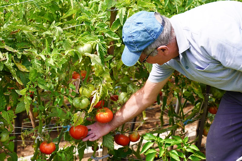 TEPEBAŞI BELEDİYESİ GÖNÜLLÜ BAHÇELERİNDE HASAT ZAMANI
