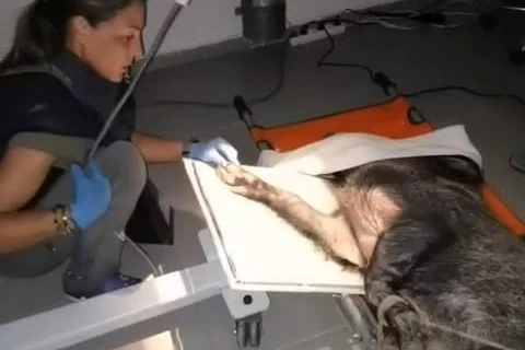 Ateşli silahla yaralanan domuz İzmir