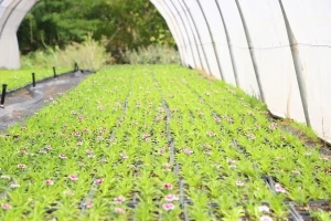 DBB Çin karanfili üretimine başladı