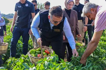 Bilecik'te Vali Sözer'den coğrafi işaretli Kamber Biberi hasadı