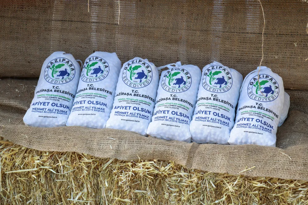 Gazipaşa Belediyesi Cimbiti Yaylası'nda Nohut Hasadını Tamamladı