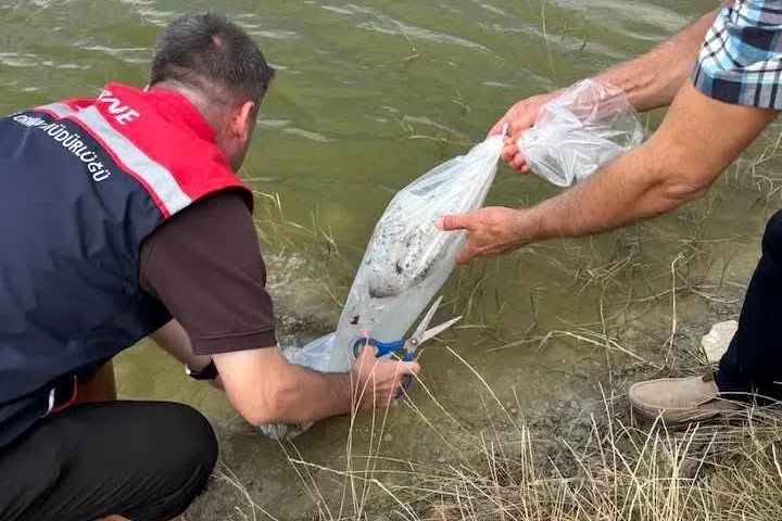 Yavru balıklar Aliçopehlivan Köyü Göleti'nde suyla buluştu